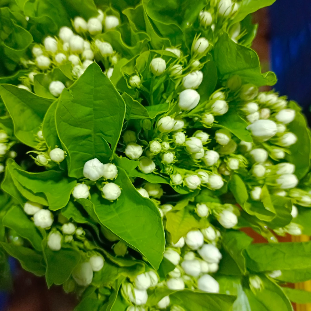 茉莉花1扎，百分之二十以内花损不售后，基地到货，花花新鲜浪漫花