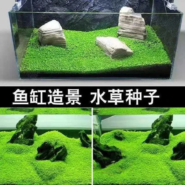 鱼缸水草种子淡水造景水草种子牛毛对叶幸运草种子