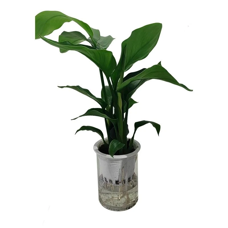 K绿植天堂鸟