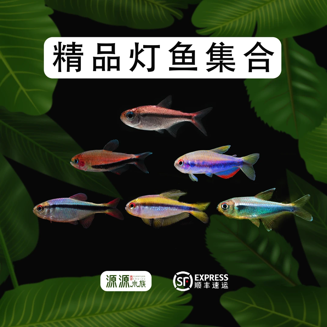 【源源水族】高级观赏鱼活体小型热带鱼集邮组合顺丰热带鱼观赏鱼