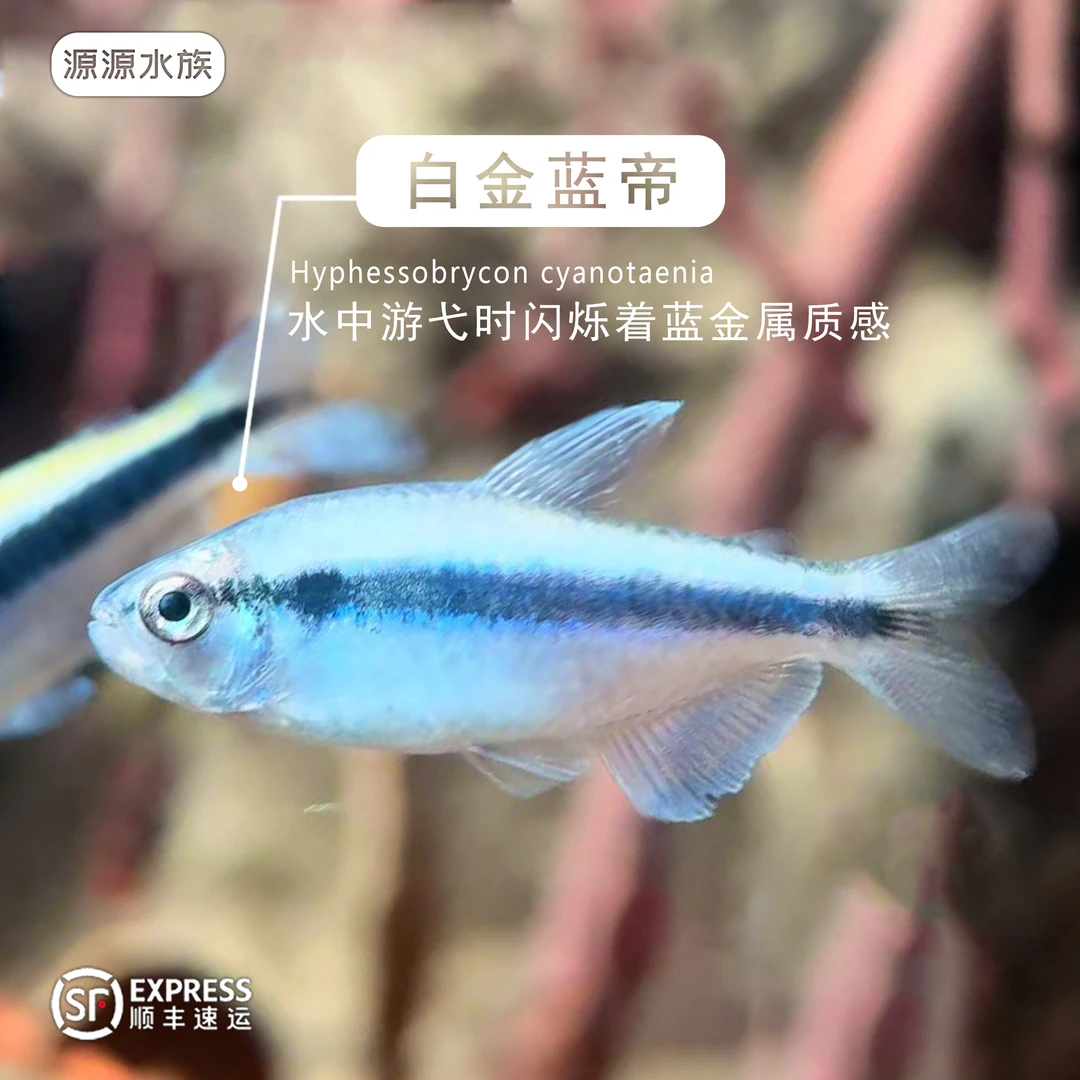 【源源水族】白金蓝帝高端观赏鱼活体小型热带鱼 顺丰发货
