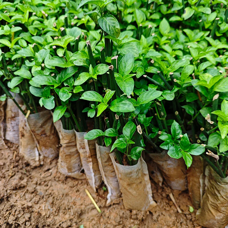 红蓝草苗广西五色糯米饭紫色草苗红色草苗红兰草苗紫蓝草盆栽绿植