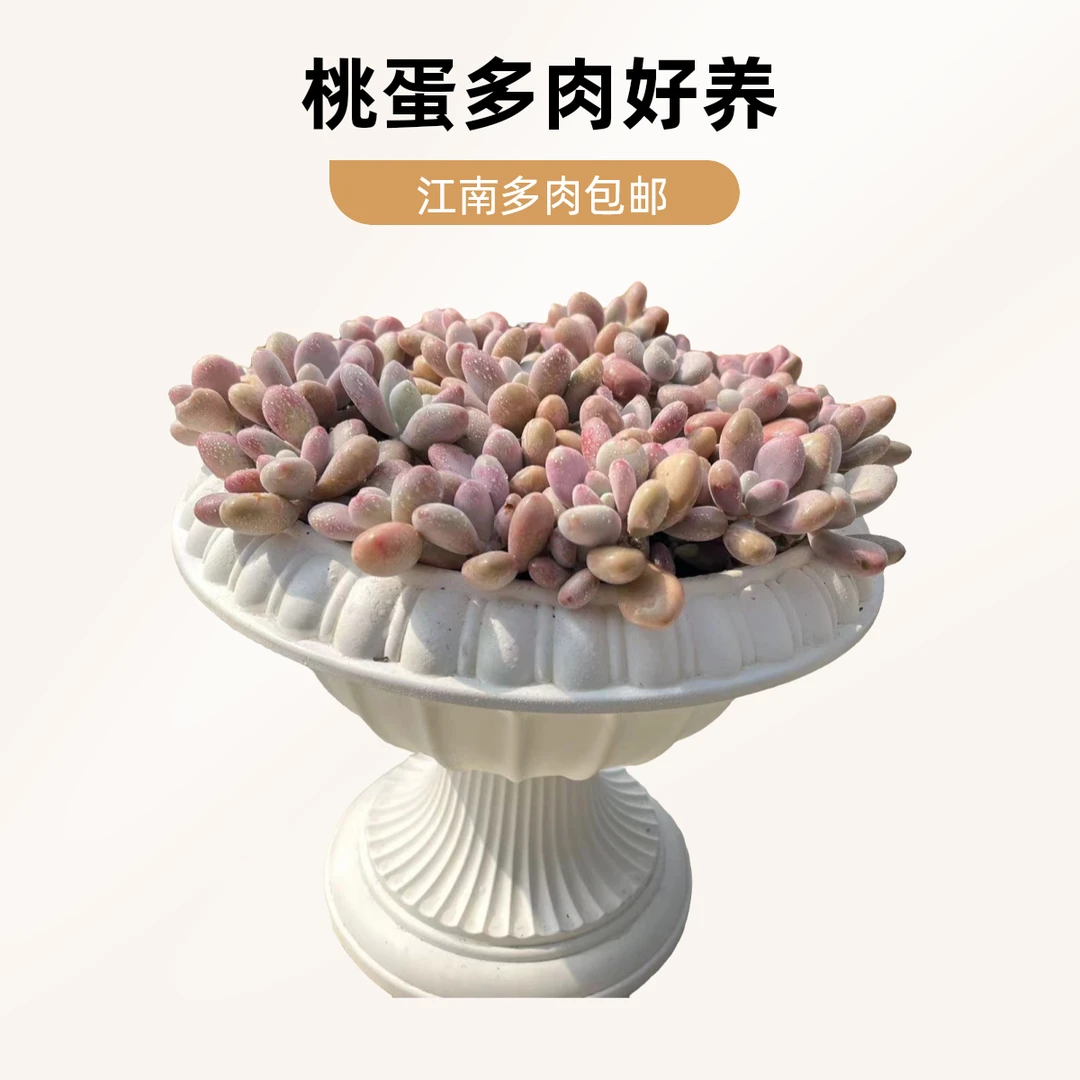 桃蛋 江南精品多肉植物满9.9包邮，江南家多肉基地发货，好养护耐旱