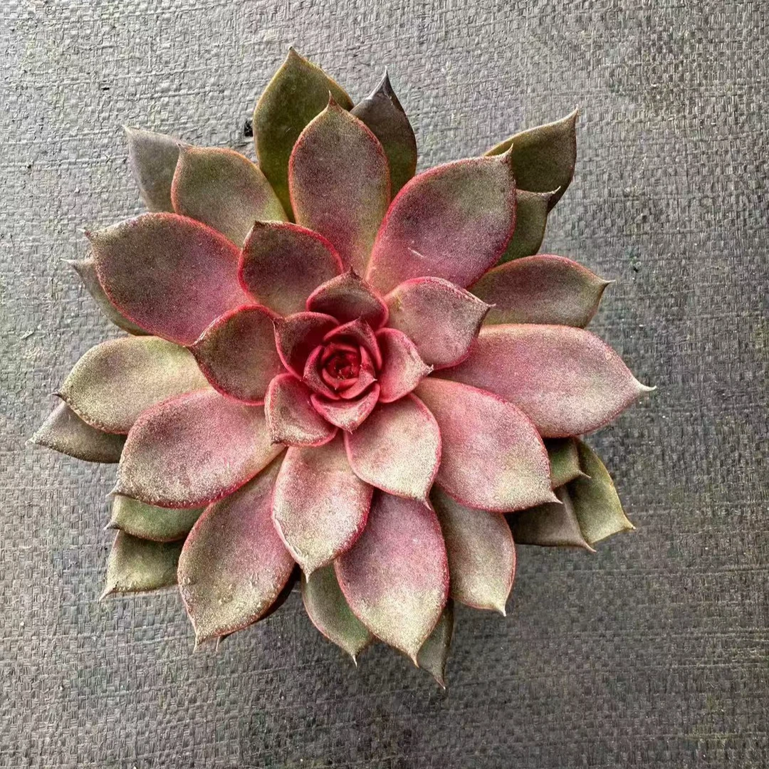 红玫瑰多肉植物，满15包邮，江南家多肉基地发货，新手，好养护，耐旱