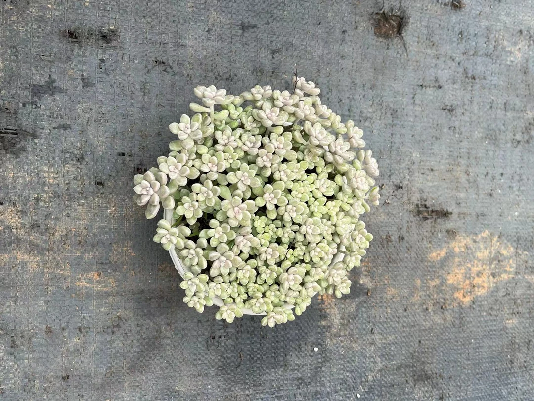 丸叶姬秋丽多肉植物满9.9包邮，江南家多肉基地发货，好养护，耐旱