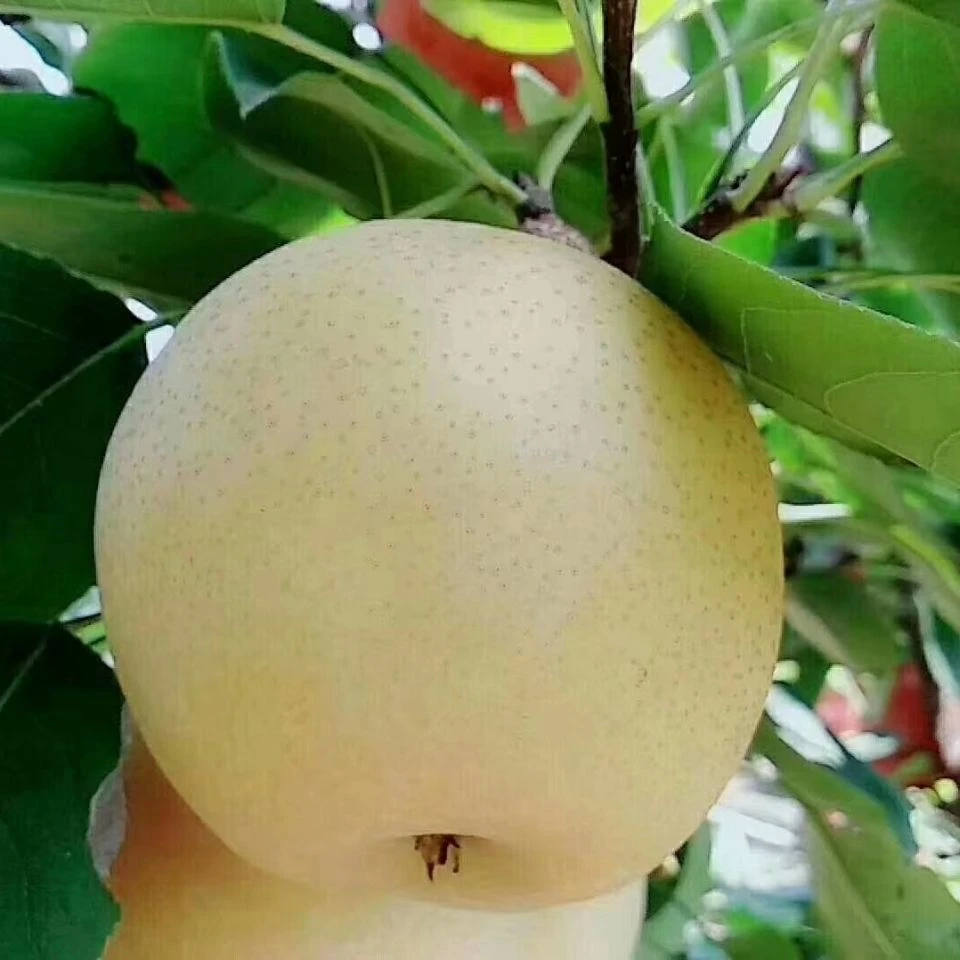 南阳黑土地特产黄金梨鲜甜脆甜多汁无渣果园现摘现发2500g包邮