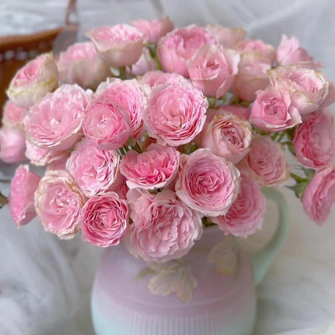 【探花甄选】浅浅多头玫瑰 云南基地直发 两单起发  顺丰冷链