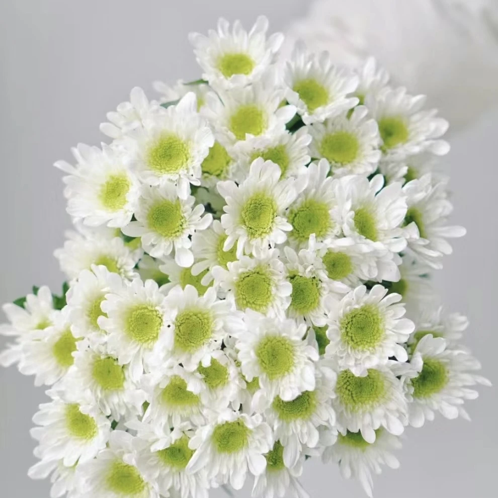 【探花甄选】瑞白小菊 云南斗南鲜花网购鲜花任浪漫七夕礼