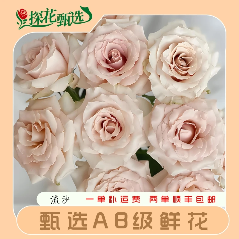 【探花甄选】流沙玫瑰 单头玫瑰 云南基地直发 两单顺丰冷链 爱生活