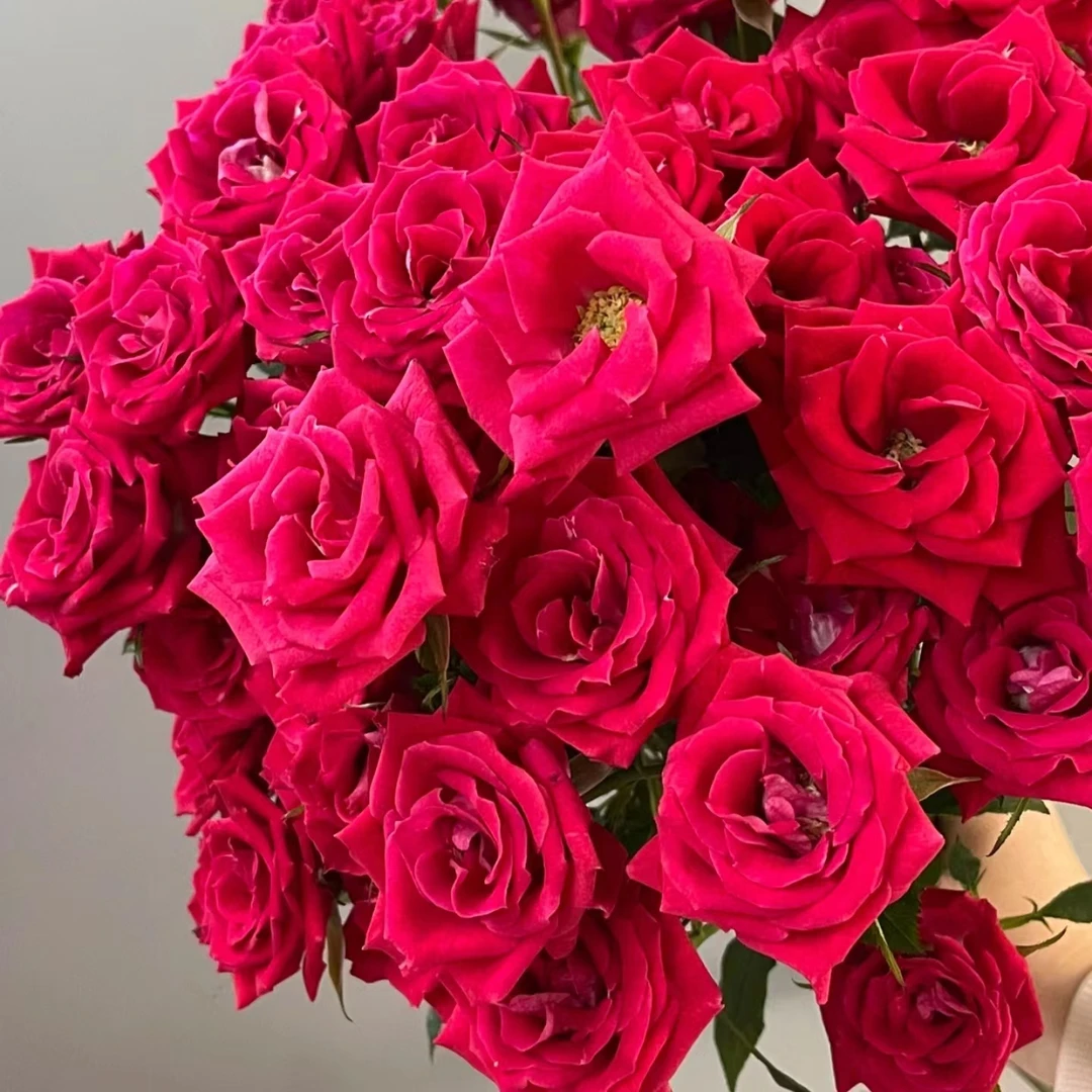 【探花甄选】波塞尼娜 云南基地直发新鲜两单起发 斗南鲜花花卉玫瑰