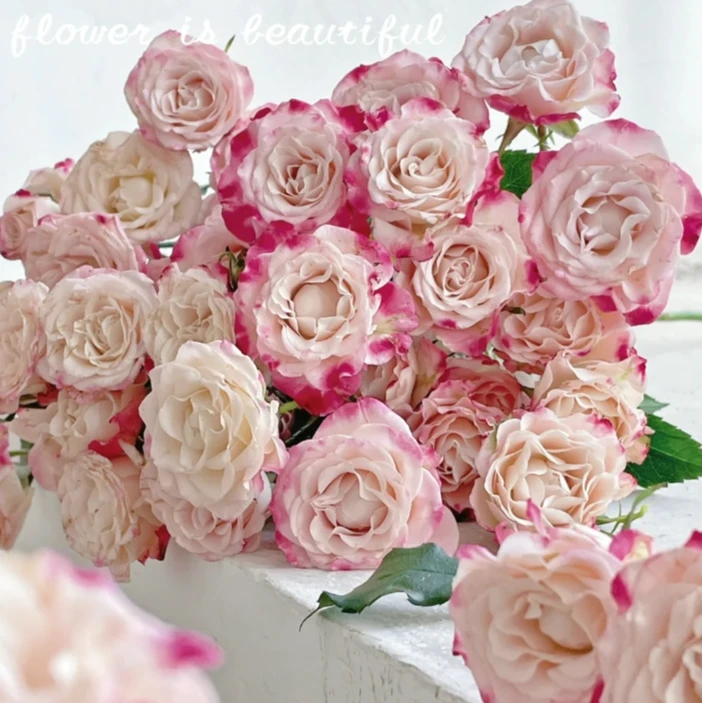 【探花甄选】折射多头玫瑰 云南直发 一单中通 两单京东/顺丰