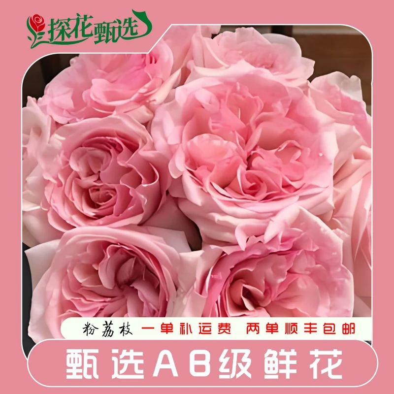【探花甄选】粉荔枝玫瑰 云南基地直发 两单起发顺丰冷链 新鲜 花艺