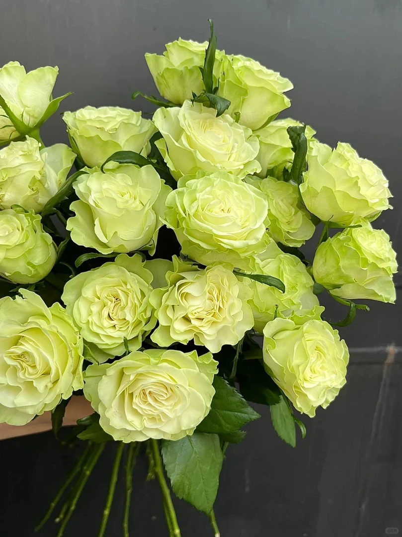 【探花甄选】小乔小众单头玫瑰 云南基地直发 两单起发 顺丰冷链