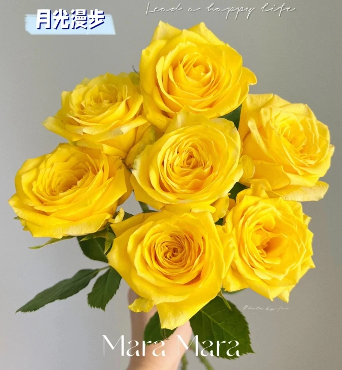 【月光漫步】单头玫瑰 云南直发 两单顺丰冷链 治愈 爱生活