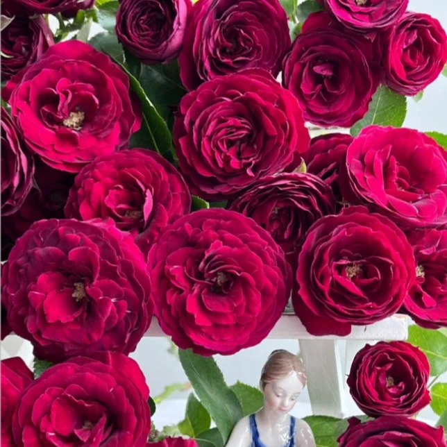 【探花甄选】红蕾丝稀有玫瑰  云南基地直发 两单起发顺丰冷链