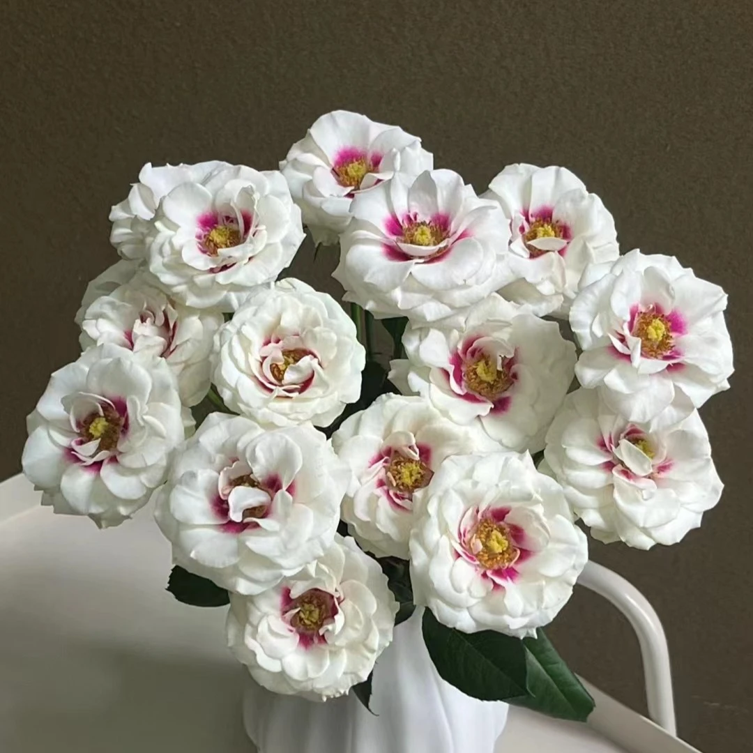 桥边之约玫瑰 云南基地直发 两单起发 顺丰冷链 新鲜 美观 需要