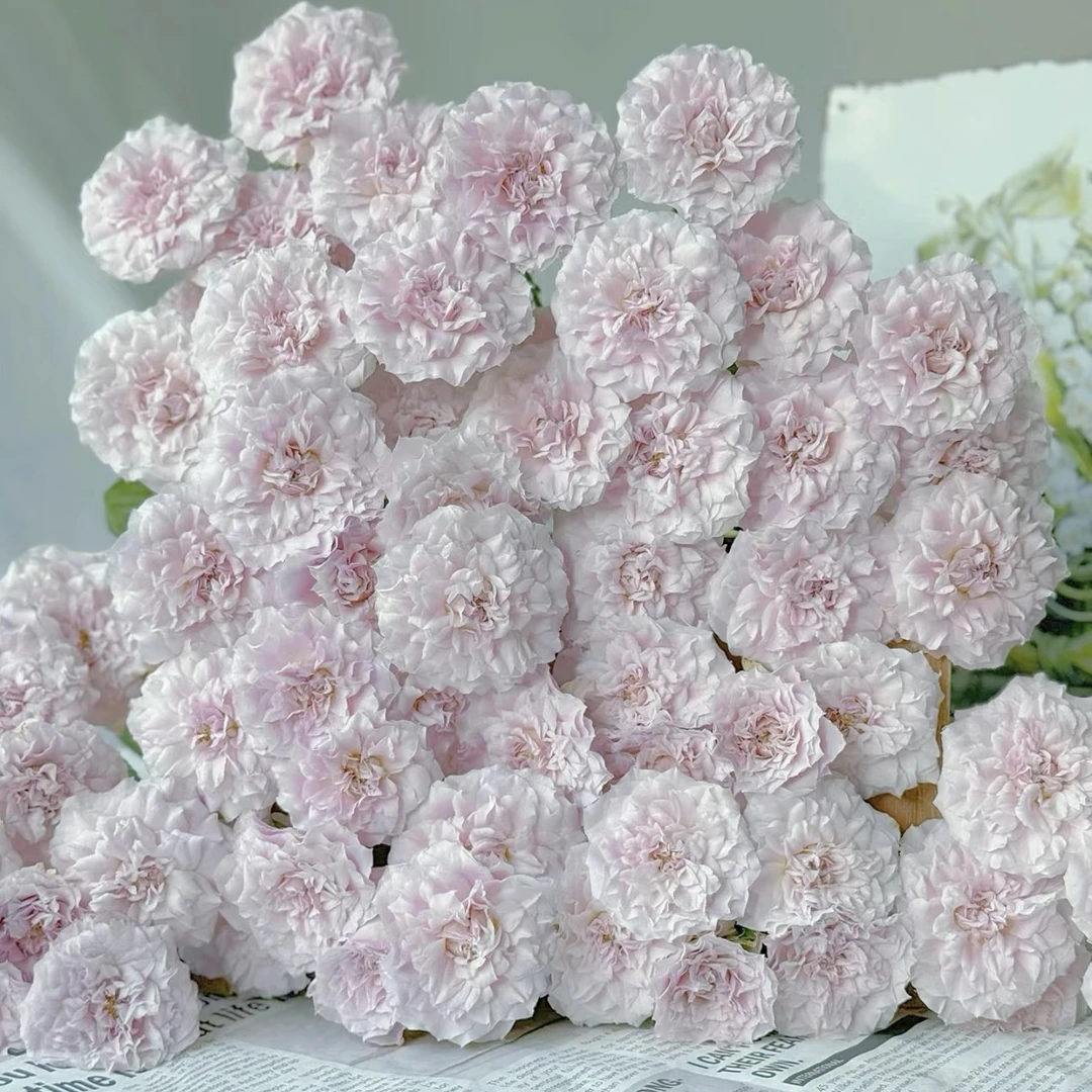 【探花甄选】仙女罗拉玫瑰云南基地直发 两单起发顺丰冷浪漫七夕礼