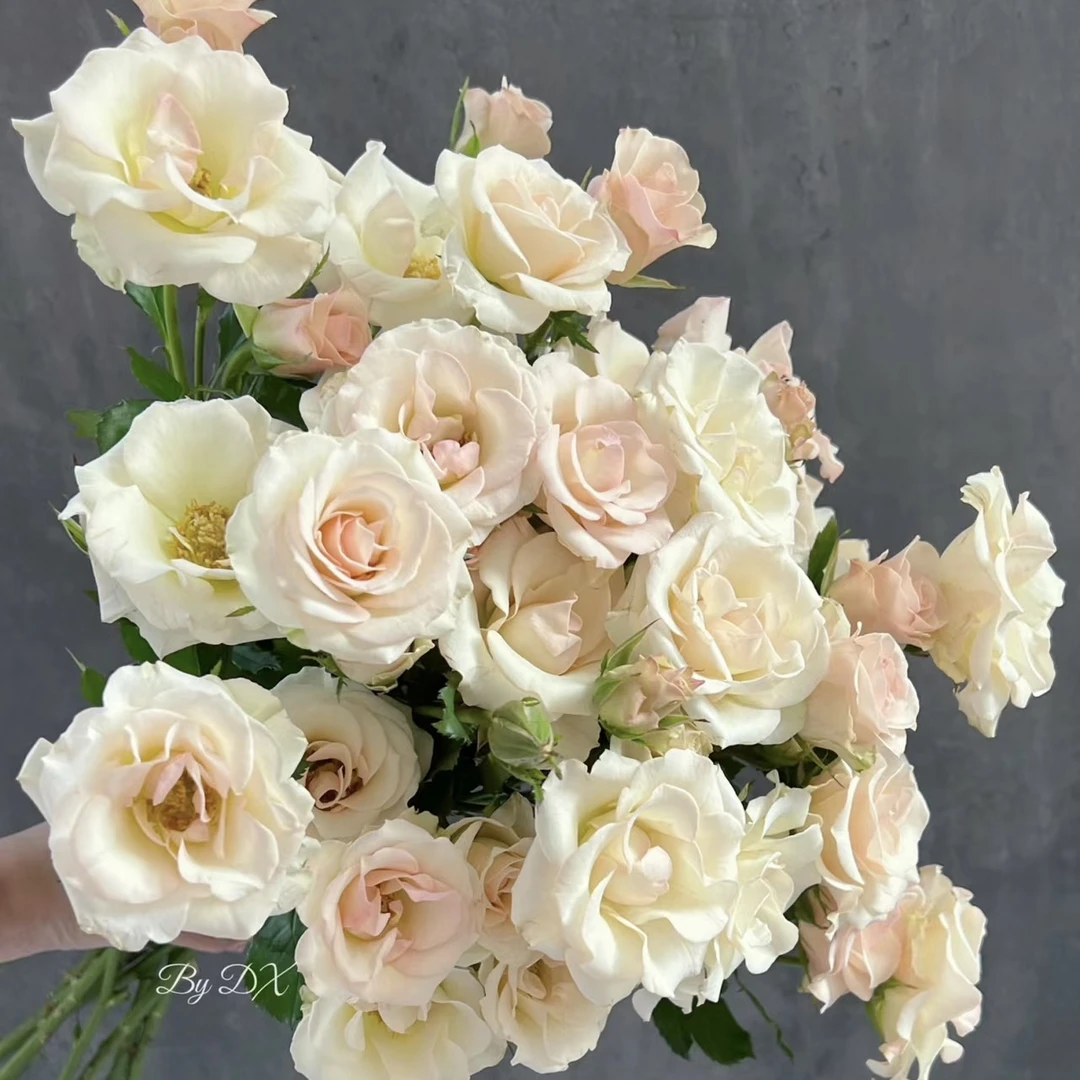 【探花甄选】多头香槟泡泡云南基地直发 两单起发顺丰冷浪漫七夕礼