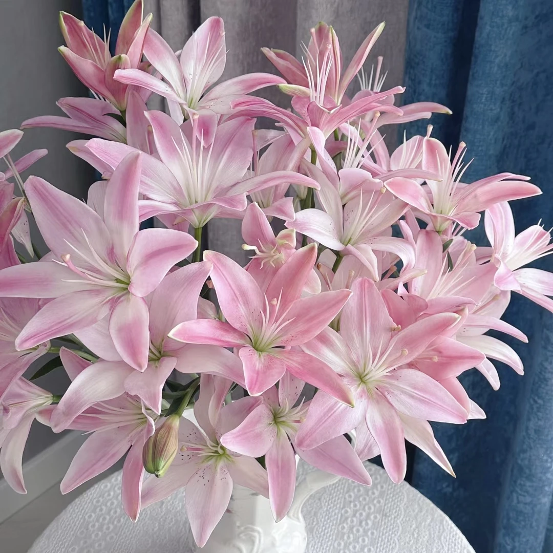 【探花甄选】粉佳人百合  任意两单顺丰冷链包邮