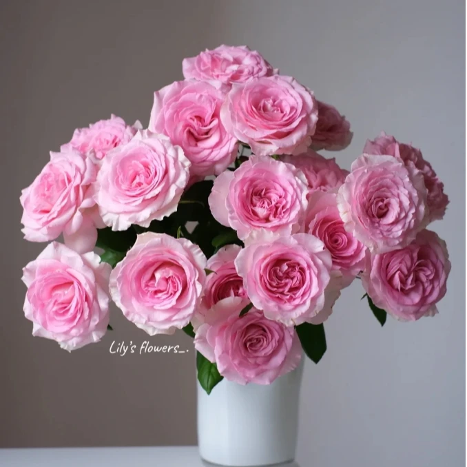 【探花甄选】洛神玫瑰 云南鲜花直发 任意两单顺丰冷链包邮