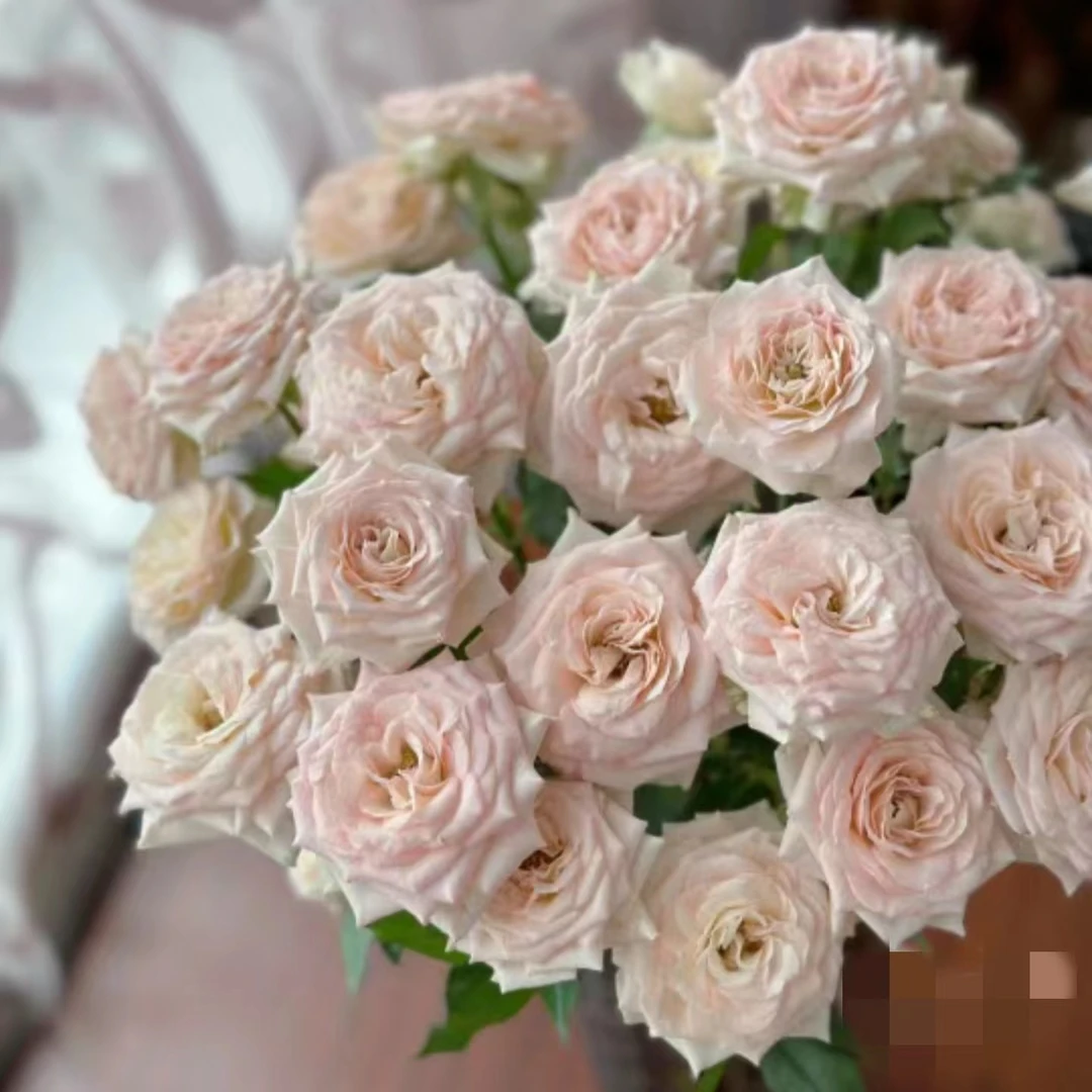 【探花甄选】罗萨诺拉玫瑰 云南基地直发新鲜 两单起发浪漫七夕礼