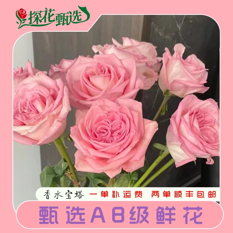 【探花甄选】香水宝塔玫瑰 云南直发 购买满两单起发顺丰冷链