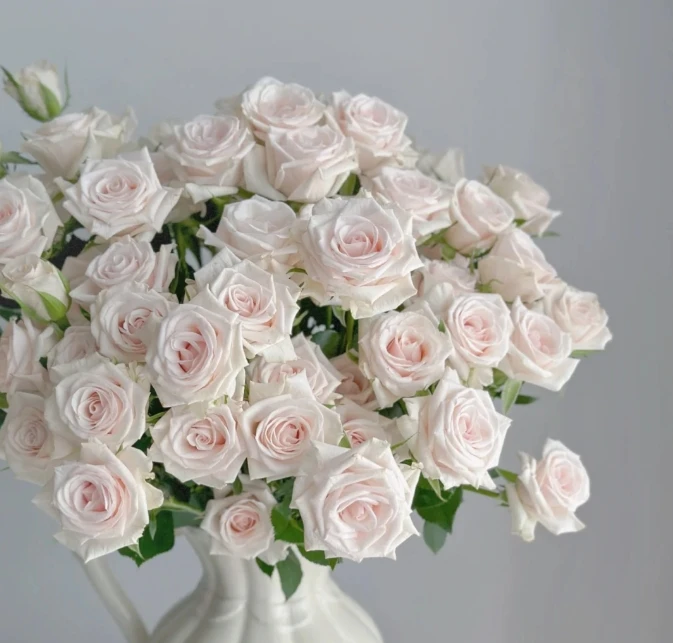 【今喜花舍】皇家瓷器小众稀有玫瑰  云南基地直发 购满两单发顺丰