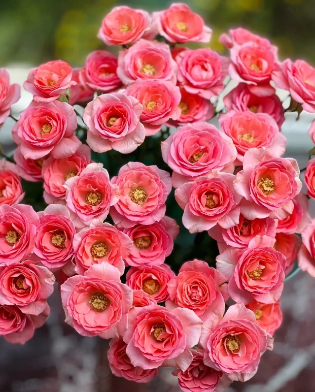 【探花甄选】高雅爱人玫瑰  云南基地直发 两单起发顺丰冷链