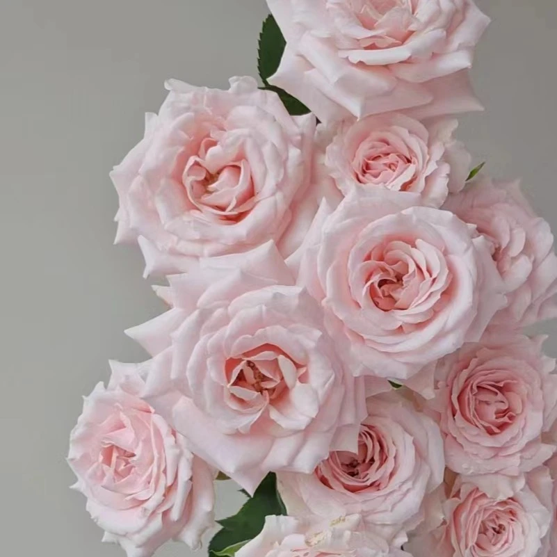 【探花甄选】粉玛祖利卡玫瑰  云南直发 两个订单发货 发顺丰冷链