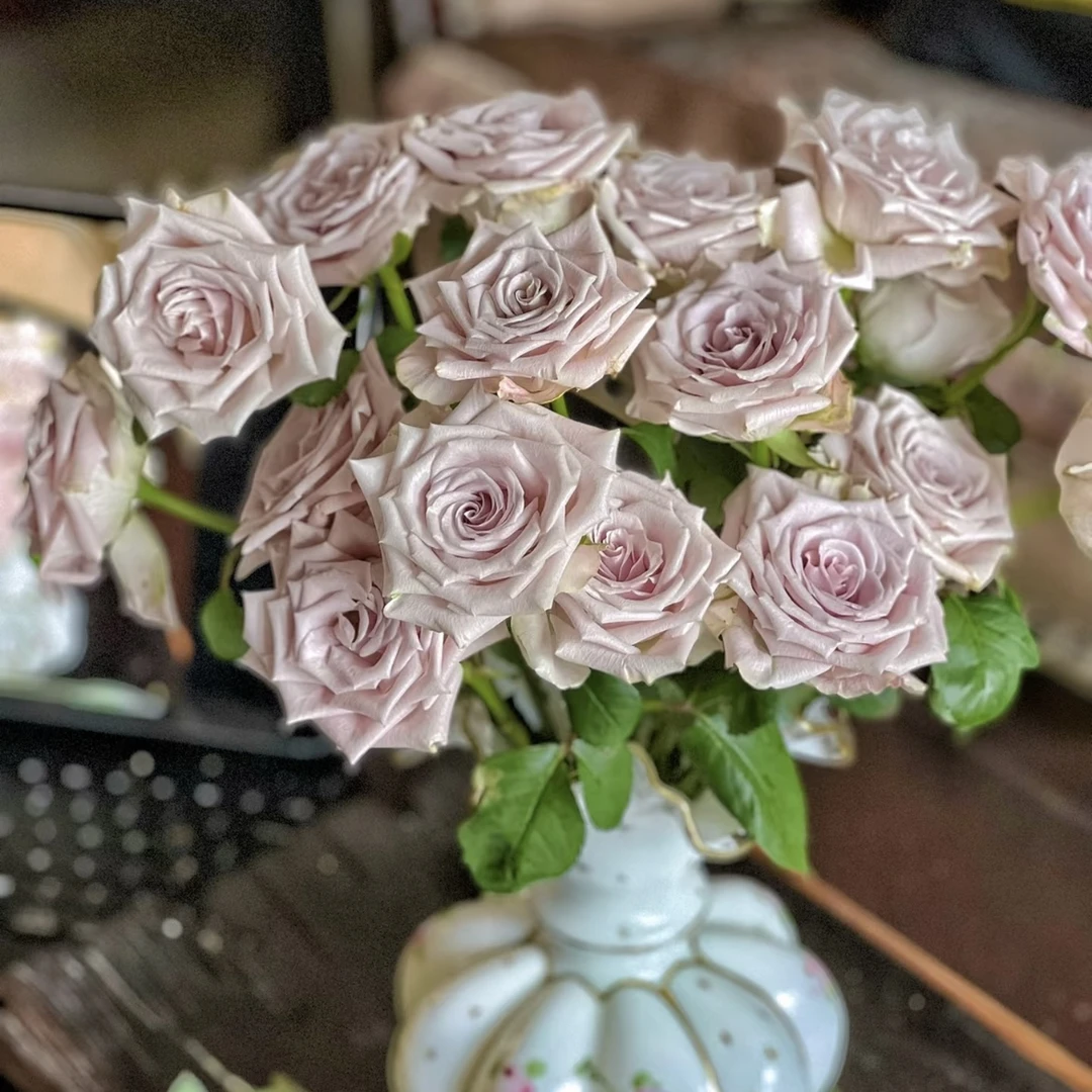 【今喜花舍】曼塔 单头玫瑰 云南高品质鲜花  任意两单发顺丰