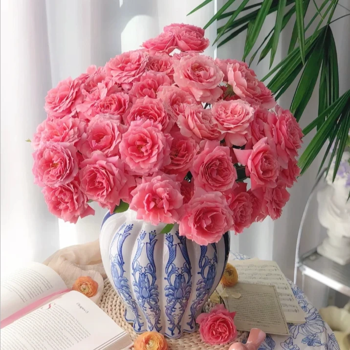 【今喜花舍】 粉色拉拉队 稀有多头玫瑰 基地直发 满两单发顺丰