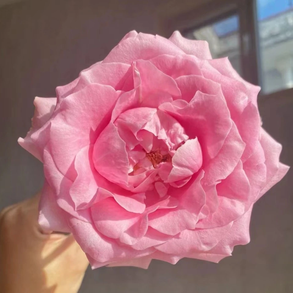 【探花甄选】甜蜜雪山  单头玫瑰  花期长  颜值高 云昆明基地直发