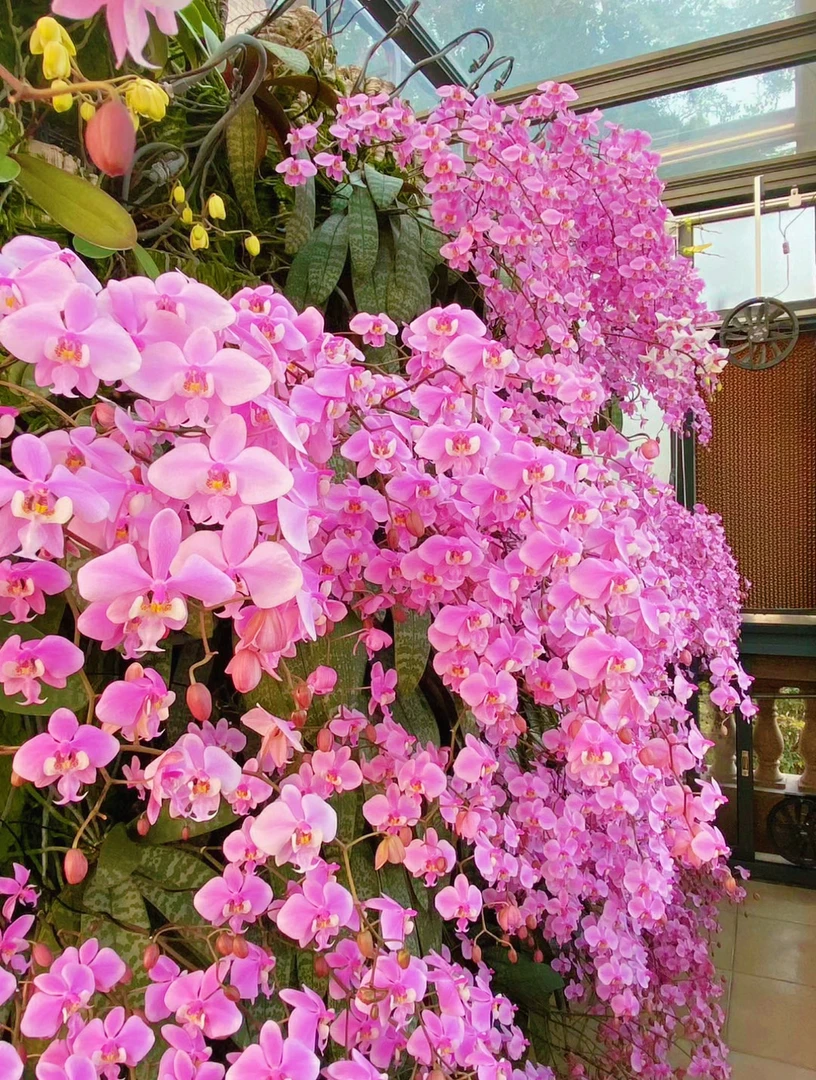 直播间链接（西蕾丽蝴蝶兰苗前后左右看准在买成活率看天意不售后）