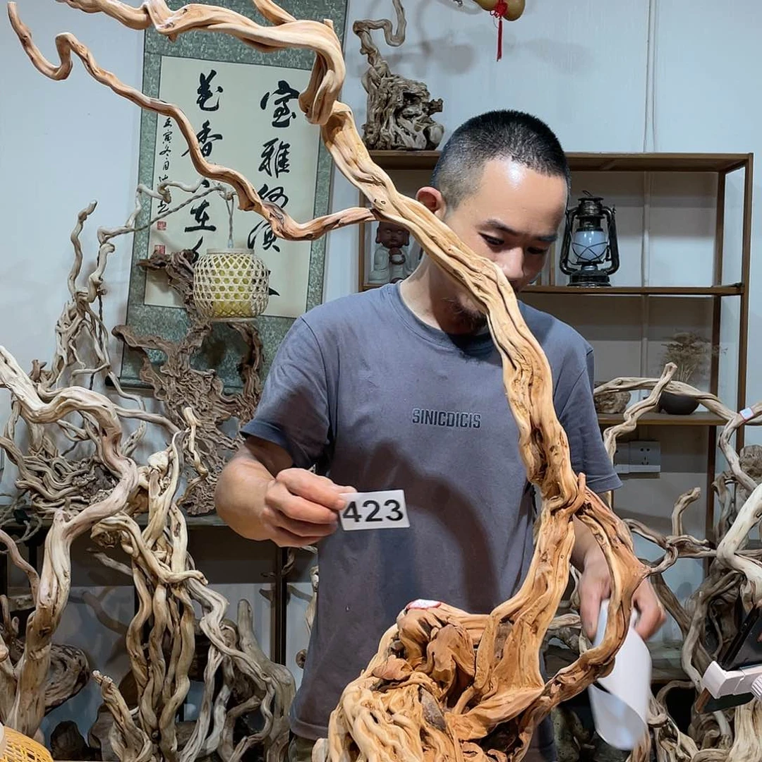 木永*杜鹃花开始学习