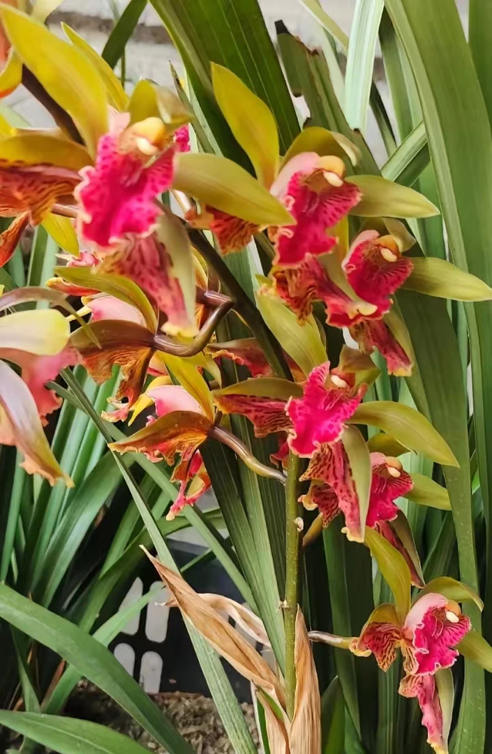 资源兰花一物一拍（10至90）