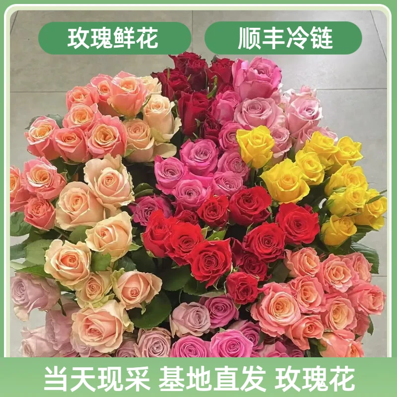 云南基地   品牌玫瑰 ！【顺丰冷链包邮】玫瑰鲜切花 花期长品质稳定
