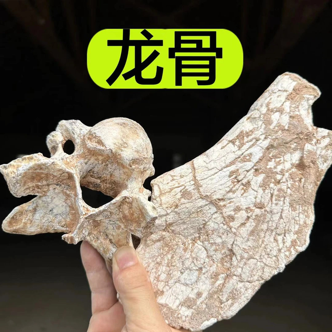 【龙骨】龙骨牡蛎汤  正宗龙骨自然水洗甘肃宁夏产龙骨无漂白150克