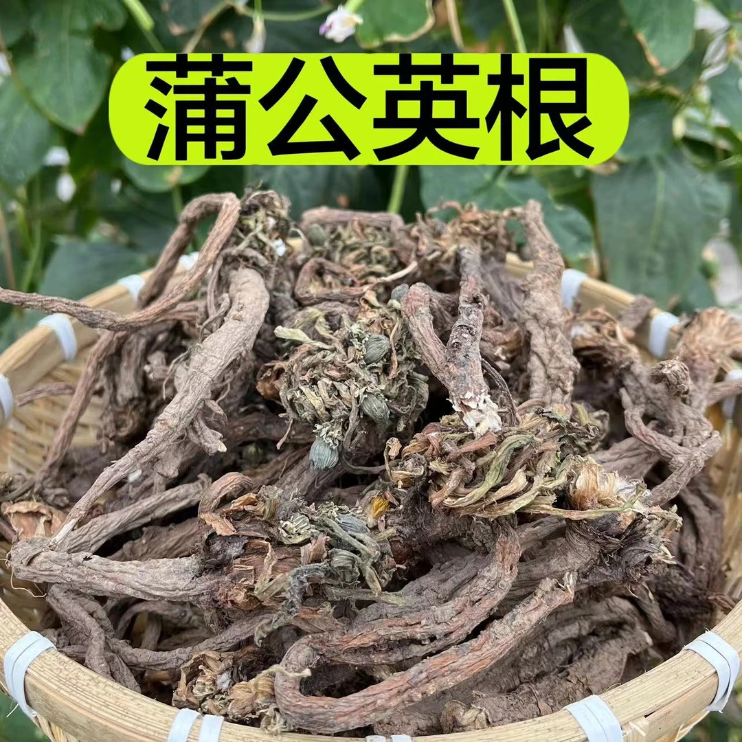【蒲公英根】甘肃山里采挖野蒲公英大条