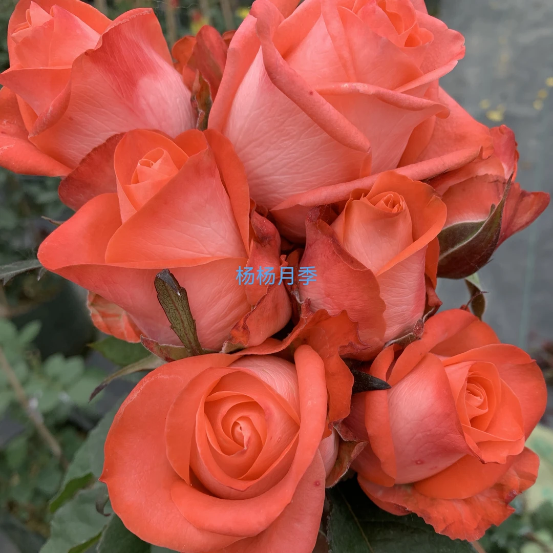 新品切花歌迪娜p10阳台露台庭院盆栽花园花卉植物