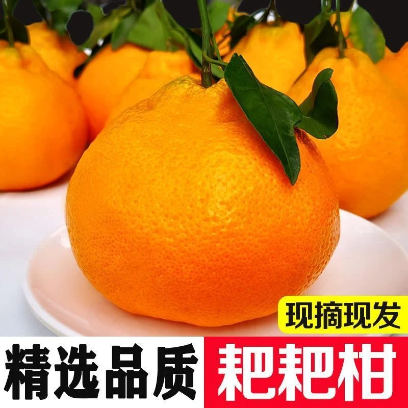 【爆甜】现摘四川品质春见耙耙柑 香甜多汁应季新鲜水果6个/5斤/8斤
