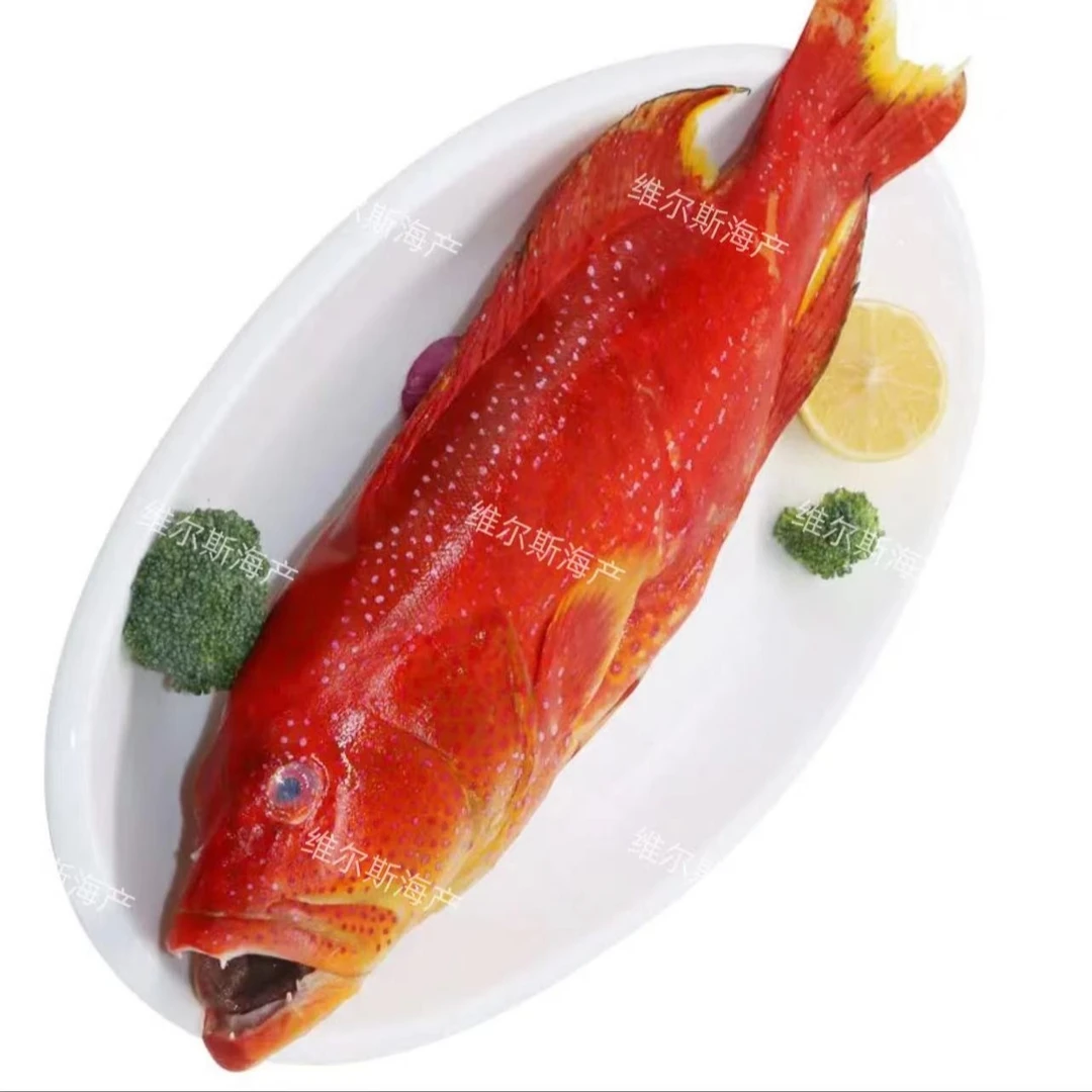 南海 西沙野生海捕 燕尾斑鱼 3斤起售