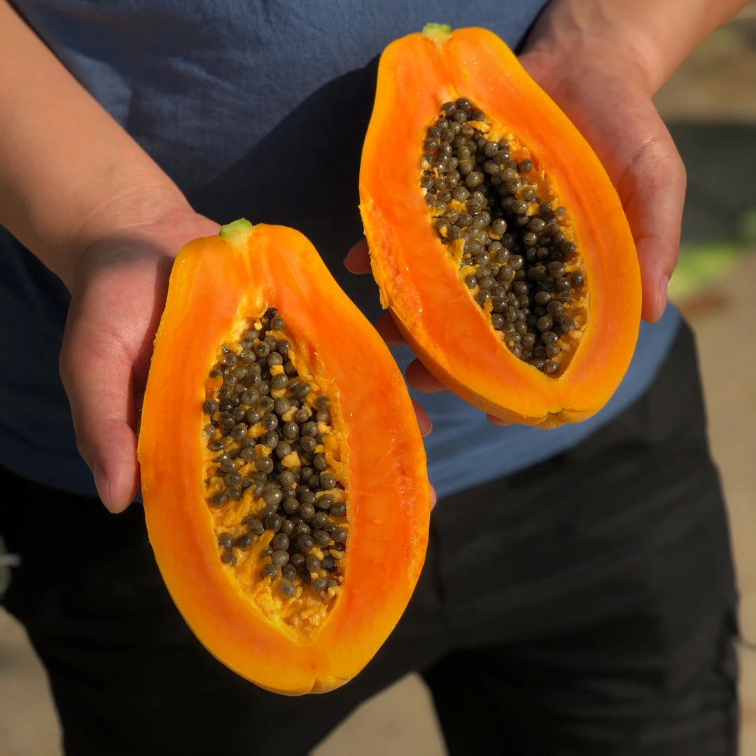 海南树上熟红心木瓜牛奶木瓜青木瓜整箱5/8斤现摘新鲜顺丰包邮