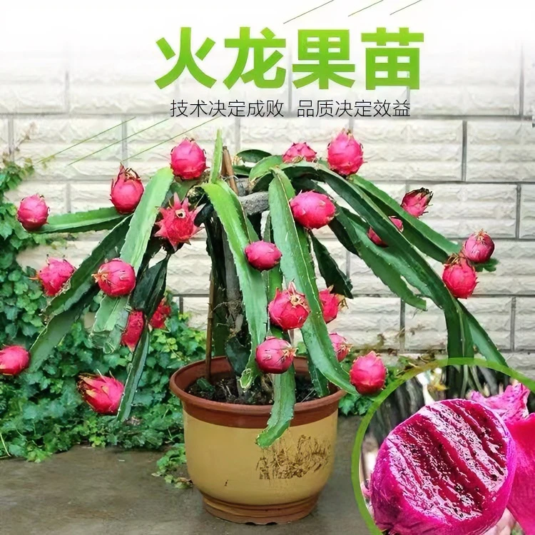 正宗红心火龙果苗京都一号火龙果苗盆栽地栽阳台庭院种植带根系
