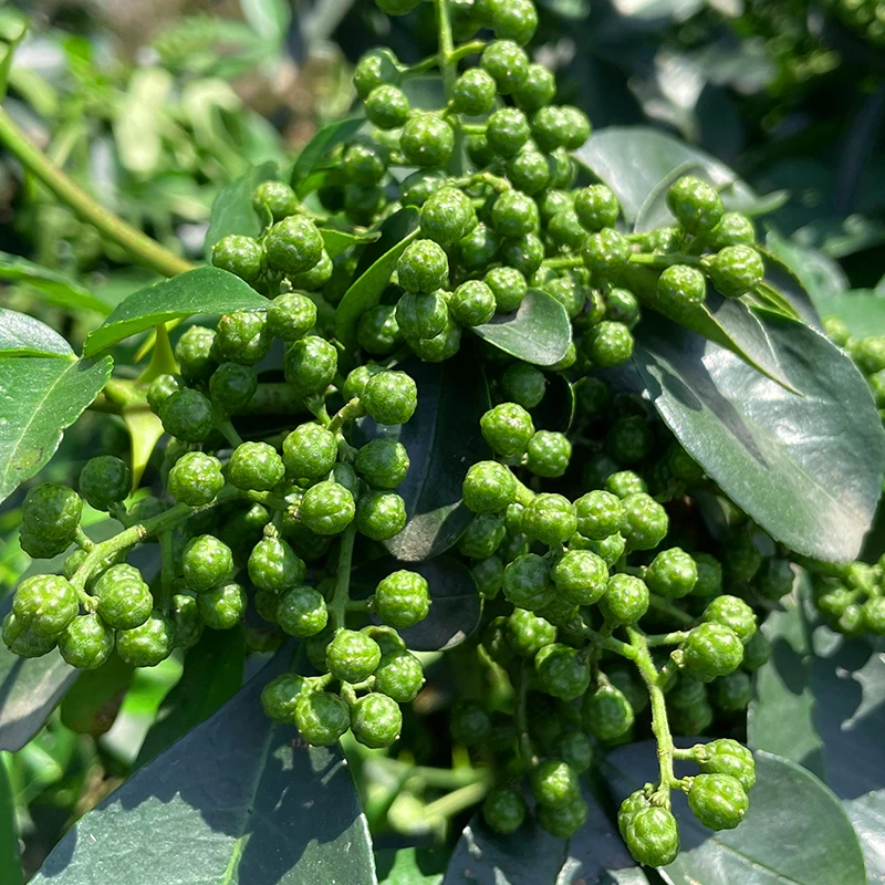 贵州特产保鲜青花椒藤椒当季麻椒保鲜散装特麻特香真空装底料350g