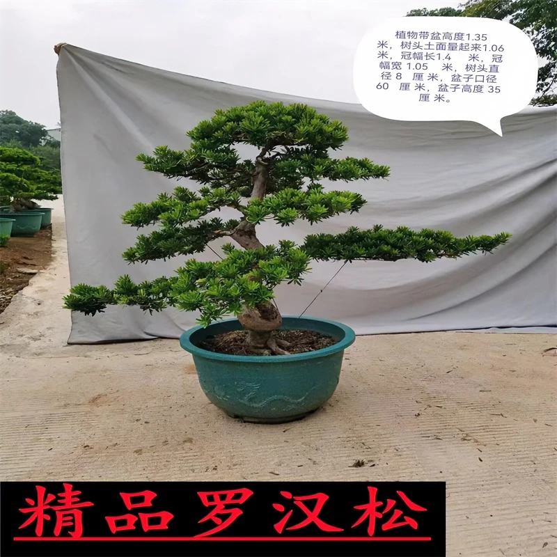 精品雀舌罗汉松大型盆景老桩造型盆栽绿植物办公室内客厅庭院好养