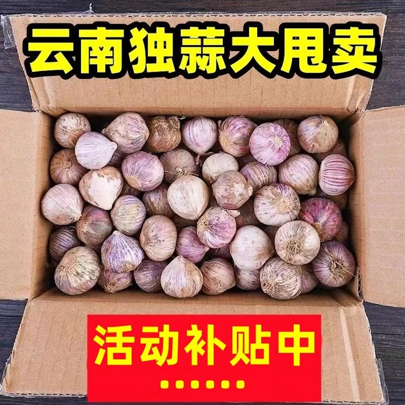 云南紫皮独头蒜10斤腊八蒜独蒜特大果紫头独蒜头鲜蒜紫蒜头大蒜头