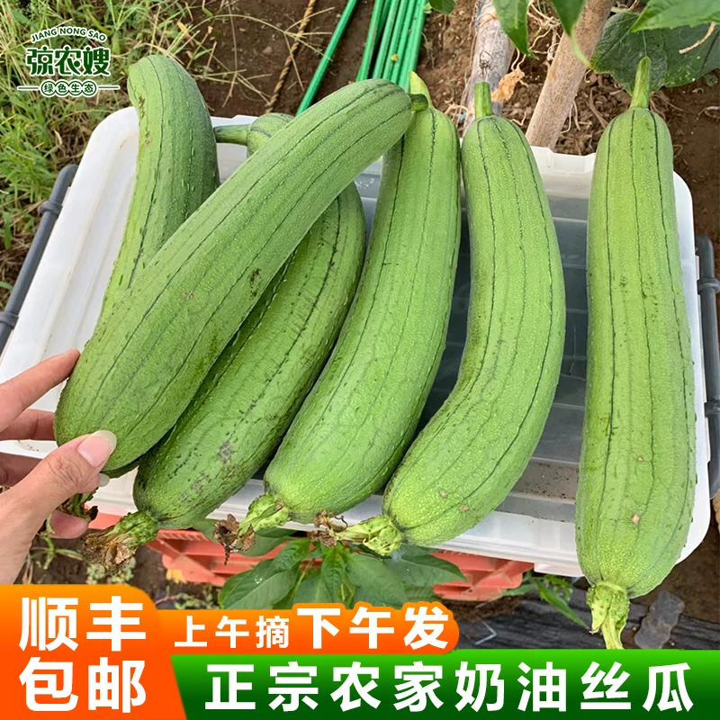 现摘新鲜苏北农家自种奶油丝瓜短棒香丝瓜短胖油皮肉丝瓜农家青皮