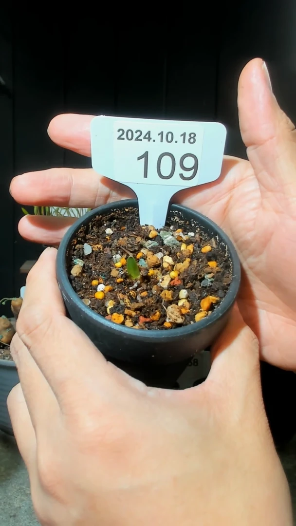 【闪购商品】波叶血莲10.18.109