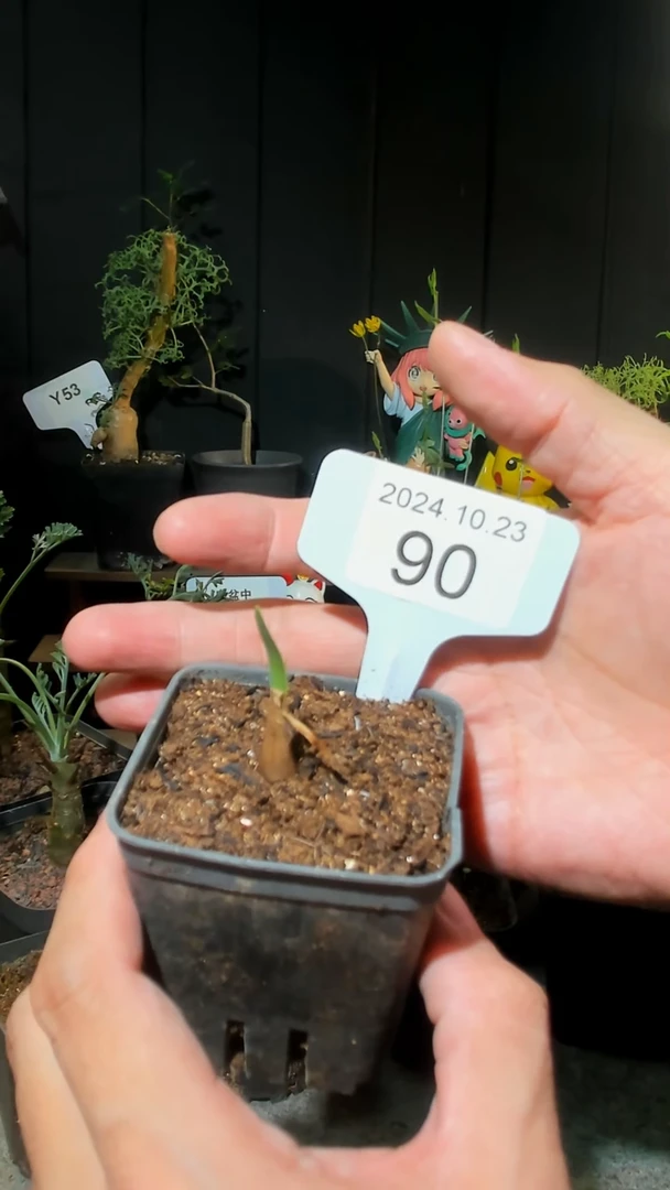 【闪购商品】量拍巨波叶血莲（苗）10.23.90