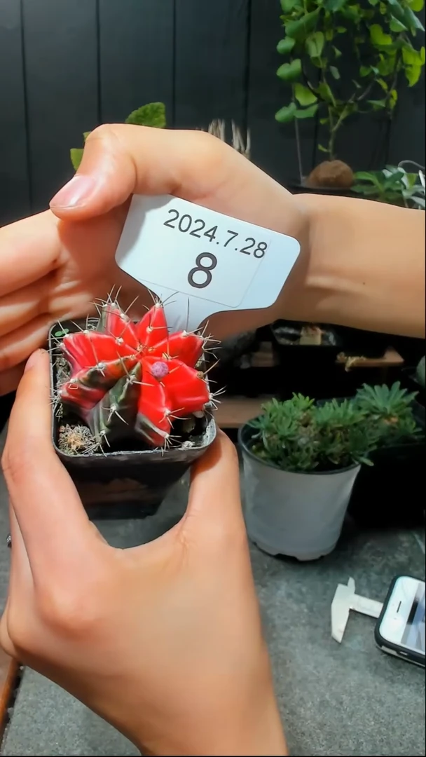 【闪购商品】花和侧芽不保，福利仙人球7.28.8